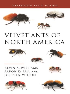 cover image of Velvet Ants of North America